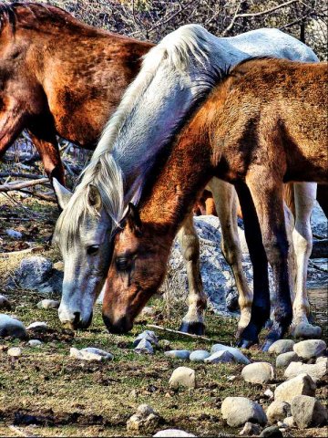 Лошади в горах Казахстана