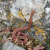 Змеи в заповеднике Аксу Джабаглы