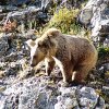Бурый медведь в дикой природе
