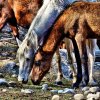 Лошади в горах Казахстана