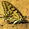 Бабочки в степях Казахстана