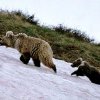 Бурые медведи в дикой природе