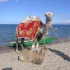 Озеро Иссык-Куль